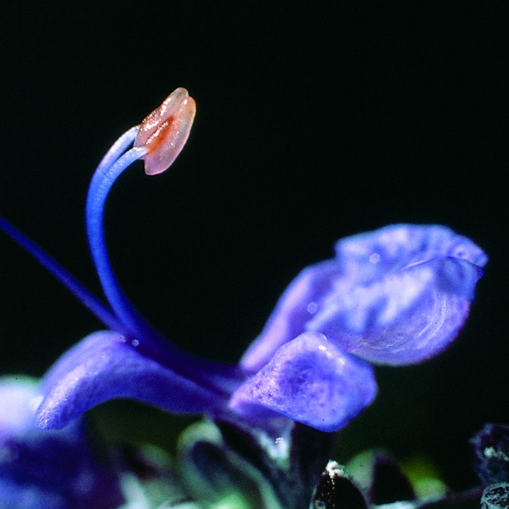 Nahaufnahme einer blauen Blume mit einem gebogenen Stiel und einem orangefarbenen Blütenblatt.