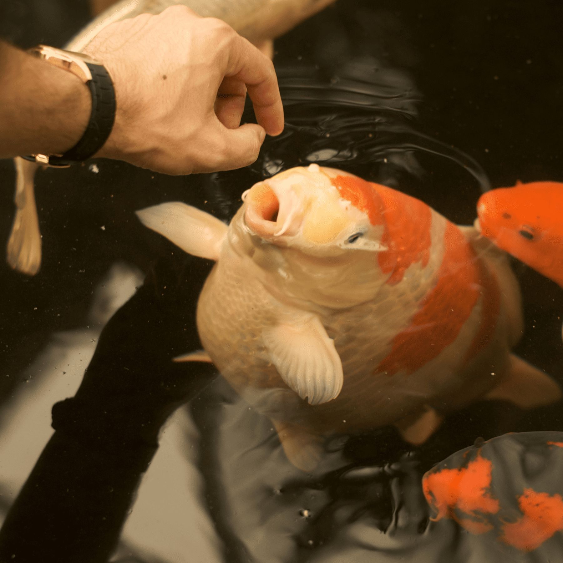 Hand füttert Koi-Fisch. Fisch mit geöffnetem Maul. Wasserbecken.