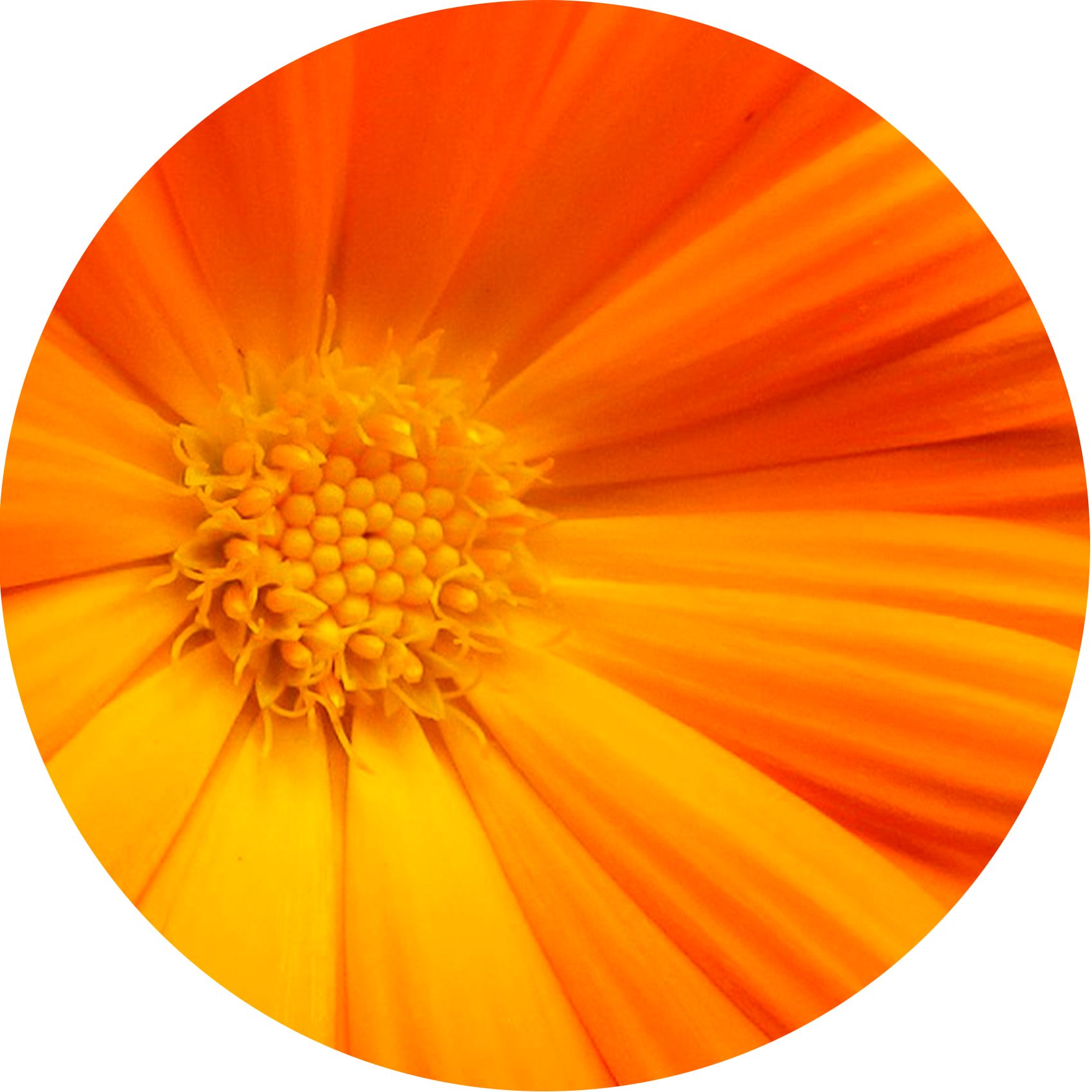 Nahaufnahme einer orangefarbenen Blüte. Gelbe Blütenmitte mit kleinen Punkten. Strahlenförmige Blütenblätter.