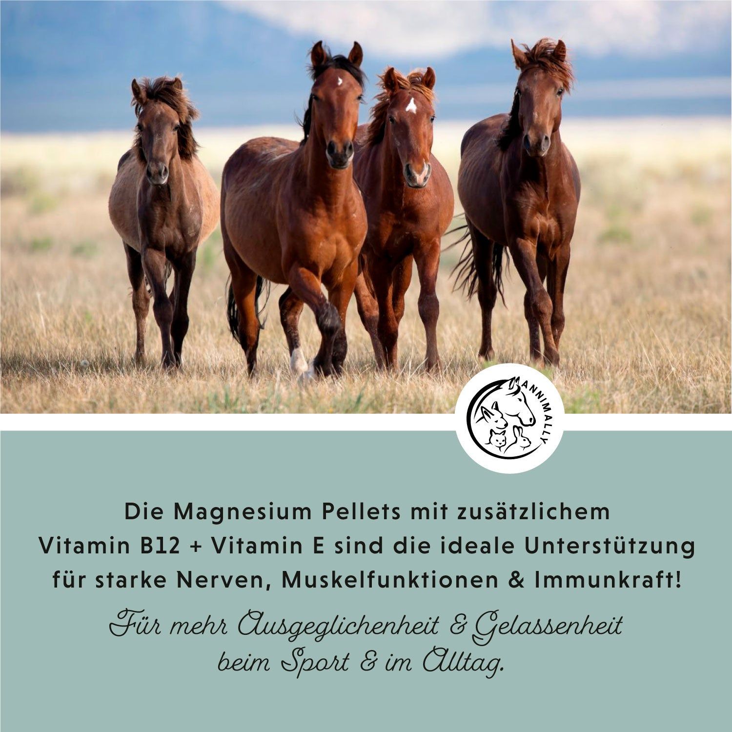 Vier Pferde laufen auf einer Wiese. Text mit Logo: "Annimally". Text: Magnesium Pellets mit Vitamin B12 + E.