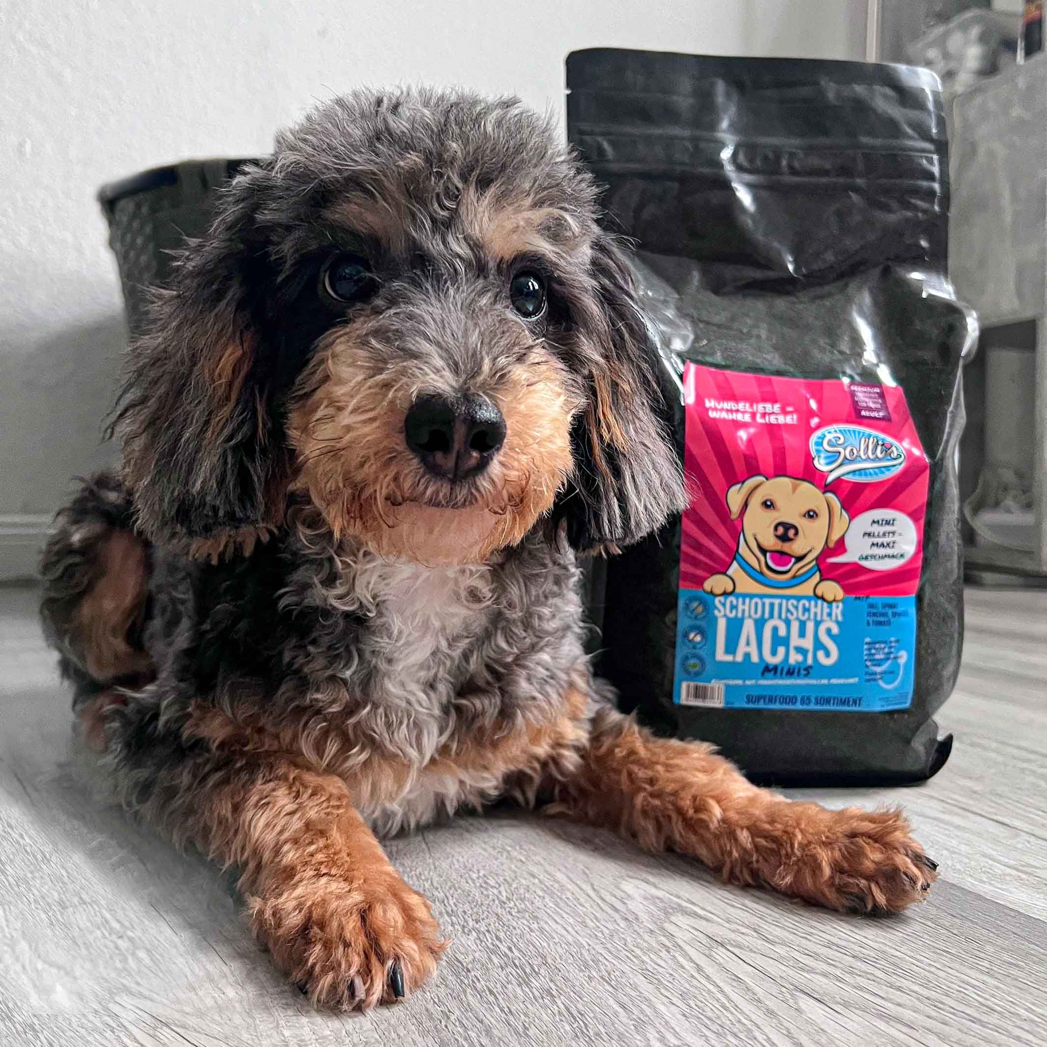Sollis Trockenfutter für kleine Hunde - Lachs-Minis