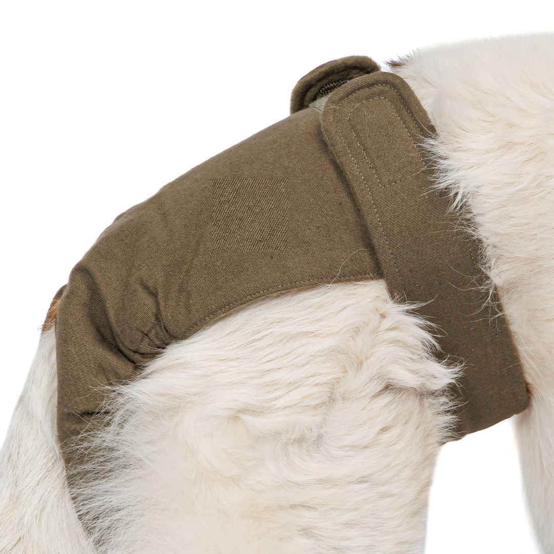 Nahaufnahme des olivefarbenen Läufigkeitshöschens am Hund. Klettverschlüsse und Stoffstruktur sichtbar.