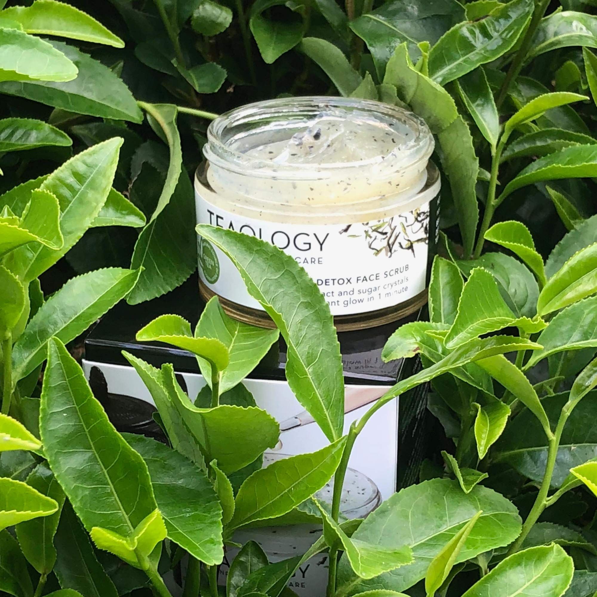 Glas mit Gesichtspeeling in Blättern. Aufschrift: Teaology, Detox Face Scrub. Produktverpackung im Hintergrund.