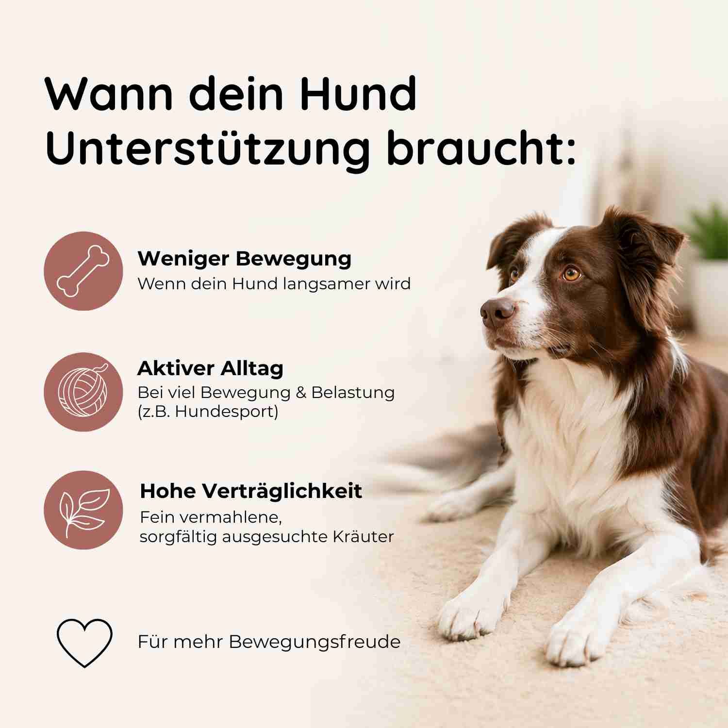 Hund liegt entspannt. Links daneben Icons: Knochen, Wollknäuel, Schild, Kalender. Text über Gelenke.